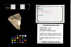 Foto (Objekt + Etikett) von Decapoda indet.  (NHMW-GEO-2014-0194-0947)